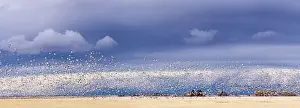 Barley Prints: Panoramic of snow geese blasting off in barlkey field near Fairfield, Montana, USA