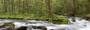 Images Dated 1st May 2010: Panoramic of Straight Fork Creek in spring, Great Smoky Mountains National Park