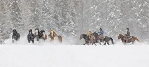 Round Up Prints: Panoramic view of cowboys during winter roundup, Kalispell, Montana