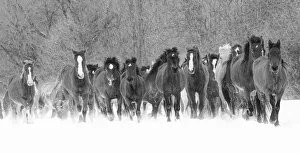 Round Up Prints: Panoramic view of rodeo horses running during winter roundup, Kalispell, Montana
