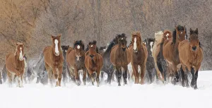 Panoramic view of rodeo horses running during winter roundup, Kalispell, Montana