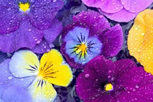 Water Drop Prints: Pansy flowers floating in bird bath with dew drops on them, Sammamish Washington