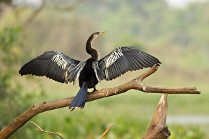 Wingspan Prints: Pantanal, Brazil, Anhinga, Anhinga anhinga, perched on a tree