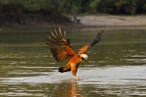 Joe Mary Ann Mcdonald Prints: Pantanal, Brazil, Black-collared Hawk, Busarellus nigricollis, diving for prey in river