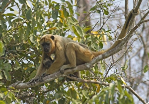 Young Animal Prints: Pantanal, Brazil, Black Howler, Alouatta caraya, female carrying baby climbing in tree