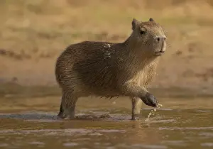 Images Dated 15th August 2010: Pantanal, Brazil, Capybara, Hydrochoerus hydrochaeris, walking in river