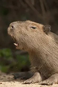 Images Dated 15th August 2010: Pantanal, Brazil, Capybara, Hydrochoerus hydrochaeris, along riverbank in the jungle