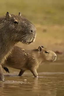 Images Dated 15th August 2010: Pantanal, Brazil, Capybara, Hydrochoerus hydrochaeris, in the jungle