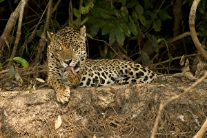 Joe Mcdonald Prints: Pantanal, Brazil, South America, Jaguar, Panthera onca, grooming