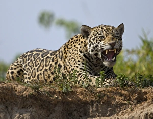 Images Dated 18th August 2010: Pantanal, Brazil, South America Jaguar, Panthera onca, yawning