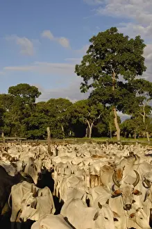 Enclosure Prints: Pantanal cattle being herded. Once a month buyers pass through all the Fazendas buying cattle