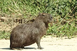 Mato Grosso Prints: Pantanal, Mato Grosso, Brazil. Adult Capybara sitting on a sandy beach