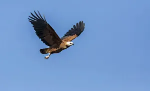 Mato Grosso Prints: Pantanal, Mato Grosso, Brazil. Black-Collared Hawk in flight