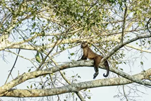 Sao Vicente, Brazil. Macaco Prego monkey (Cebus apella)