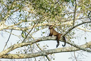 Pantanal, Mato Grosso, Brazil. Brown or black-capped, Pin or tufted monkey (Sapajus Pantanal, Mato Grosso, Brazil. Brown or black-capped, Pin or tufted monkey (Sapajus