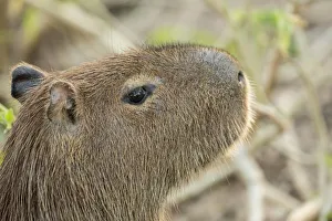 Mato Grosso Prints: Pantanal, Mato Grosso, Brazil. Close-up of a Capybara