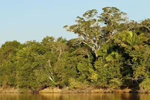 Golden Prints: Pantanal, Mato Grosso, Brazil. Forest in early morning seen along the Cuiaba river