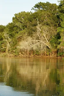 Copy Space Prints: Pantanal, Mato Grosso, Brazil. Forest and its reflection seen along the Cuiaba River