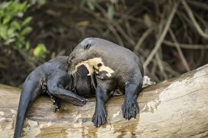 Images Dated 25th July 2016: Pantanal, Mato Grosso, Brazil. Giant river otter growling at other who want on the log
