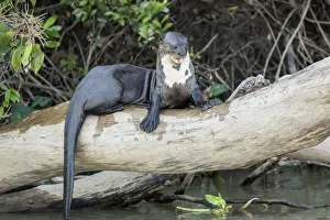 Images Dated 25th July 2016: Pantanal, Mato Grosso, Brazil. Giant River Otter growling at other who want on the log