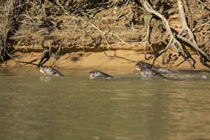 Images Dated 22nd July 2016: Pantanal, Mato Grosso, Brazil. Four Giant River Otters hunting fish together