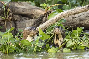 Mato Grosso Prints: Pantanal, Mato Grosso, Brazil. Two giant river otters swimming in the water hyacinths