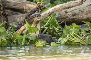 Images Dated 25th July 2016: Pantanal, Mato Grosso, Brazil. Two Giant River Otters swimming in the Water Hyacinths