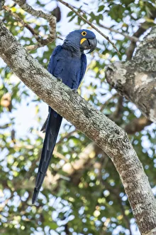 Mato Grosso Prints: Pantanal, Mato Grosso, Brazil. Hyacinth Macaw perched in a tree