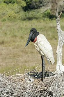 Mato Grosso Prints: Pantanal, Mato Grosso, Brazil. Jabiru in its large nest full of chicks