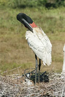 Mato Grosso Prints: Pantanal, Mato Grosso, Brazil. Jabiru preening in its large nest full of chicks