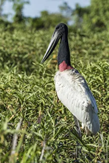 Mato Grosso Prints: Pantanal, Mato Grosso, Brazil. Jabiru standing in a marsh looking for fish next to the Cuiaba River
