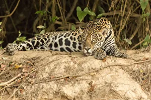 Images Dated 21st July 2016: Pantanal, Mato Grosso, Brazil. Jaguar resting on a riverbank in the mid-day heat
