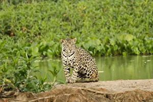 Mato Grosso Prints: Pantanal, Mato Grosso, Brazil. Jaguar resting on a sandbar along the Cuiaba River