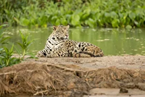 Images Dated 23rd July 2016: Pantanal, Mato Grosso, Brazil. Jaguar resting on a sandbar along the Cuiaba River