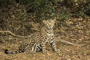 Mato Grosso Prints: Pantanal, Mato Grosso, Brazil. Jaguar sitting in a shady area of the riverbank of the Cuiaba River
