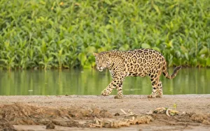 Images Dated 23rd July 2016: Pantanal, Mato Grosso, Brazil. Jaguar walking on a sandbar on the Cuiaba River