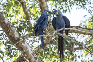 Images Dated 24th July 2016: Pantanal, Mato Grosso, Brazil. Mated pair of hyacinth macaws showing affection as