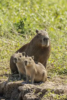 Mato Grosso Prints: Pantanal, Mato Grosso, Brazil. Portrait of a mother capybara and her young on the Cuiaba riverbank