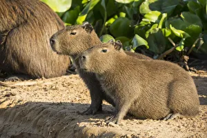 Mato Grosso Prints: Pantanal, Mato Grosso, Brazil. Portrait of two young Capybaras sitting along