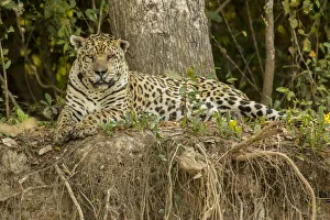 Images Dated 26th July 2016: Pantanal, Mato Grosso, Brazil, South America. Jaguar resting on the riverbank mid-day