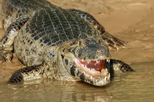 Mato Grosso Prints: Pantanal, Mato Grosso, Brazil. Yacare Caiman with an open mouth sunning itself in the Cuiaba River