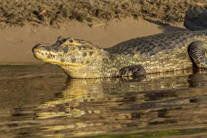 Mato Grosso Prints: Pantanal, Mato Grosso, Brazil. Yacare caiman sunning itself along the banks of the Cuiaba River