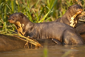 Pantanal NP, Brazil, Giant River Otter, Pteronura brasiliensis, swimming and playing