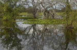 Pantanal Scenery Pantanal. Largest contiguous wetland system in the world. Mato