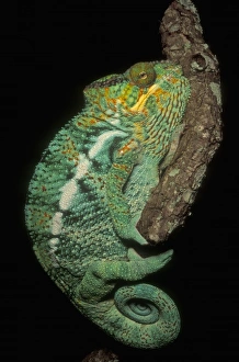 Detailed Prints: Panther Chameleon, (Furcifer pardalis), male, MADAGASCAR