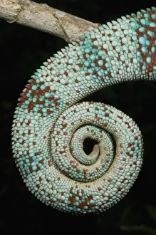 Panther Chameleon, (Furcifer pardalis), Male, western Madagascar