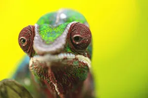 Prints of Panther Chameleon (Furcifer pardalis). Madagascar, Africa Images Dated 2003 October: Panther Chameleon (Furcifer pardalis) Madagascar, Africa