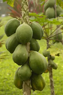 Ripe Prints: Papaya (Carica papaya) crop ECUADOR. South America