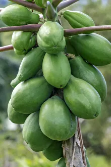Jim Engelbrecht Prints: Papaya tree