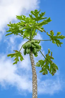 Papaya tree